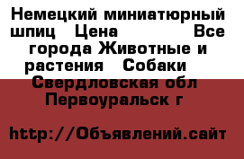 Немецкий миниатюрный шпиц › Цена ­ 60 000 - Все города Животные и растения » Собаки   . Свердловская обл.,Первоуральск г.